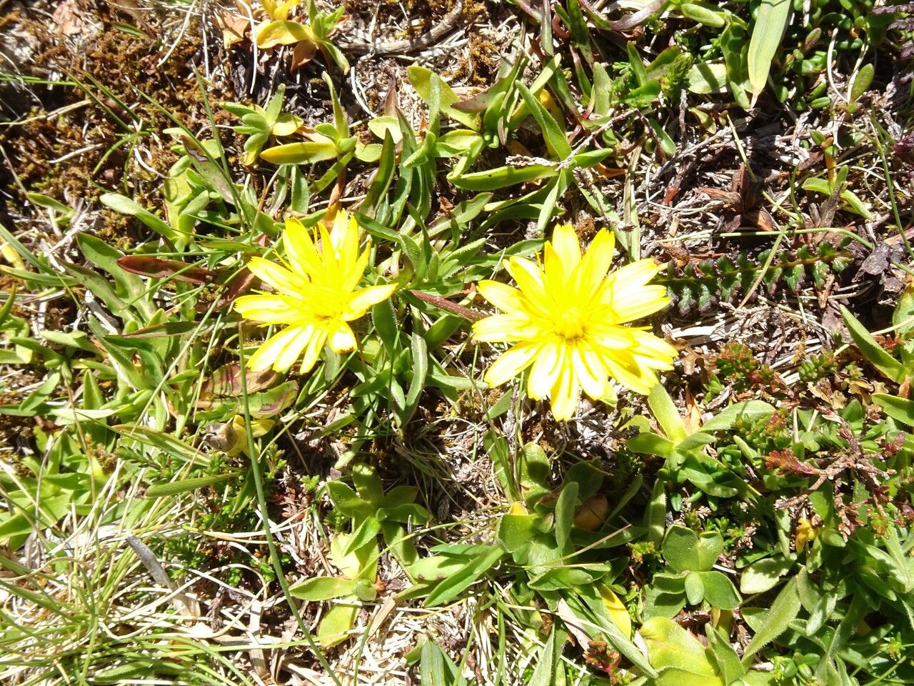 Scorzoneroides duboisii habit