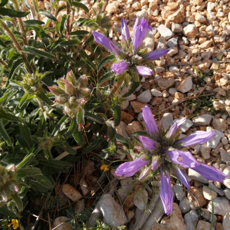 Penstemon heterodoxus flower