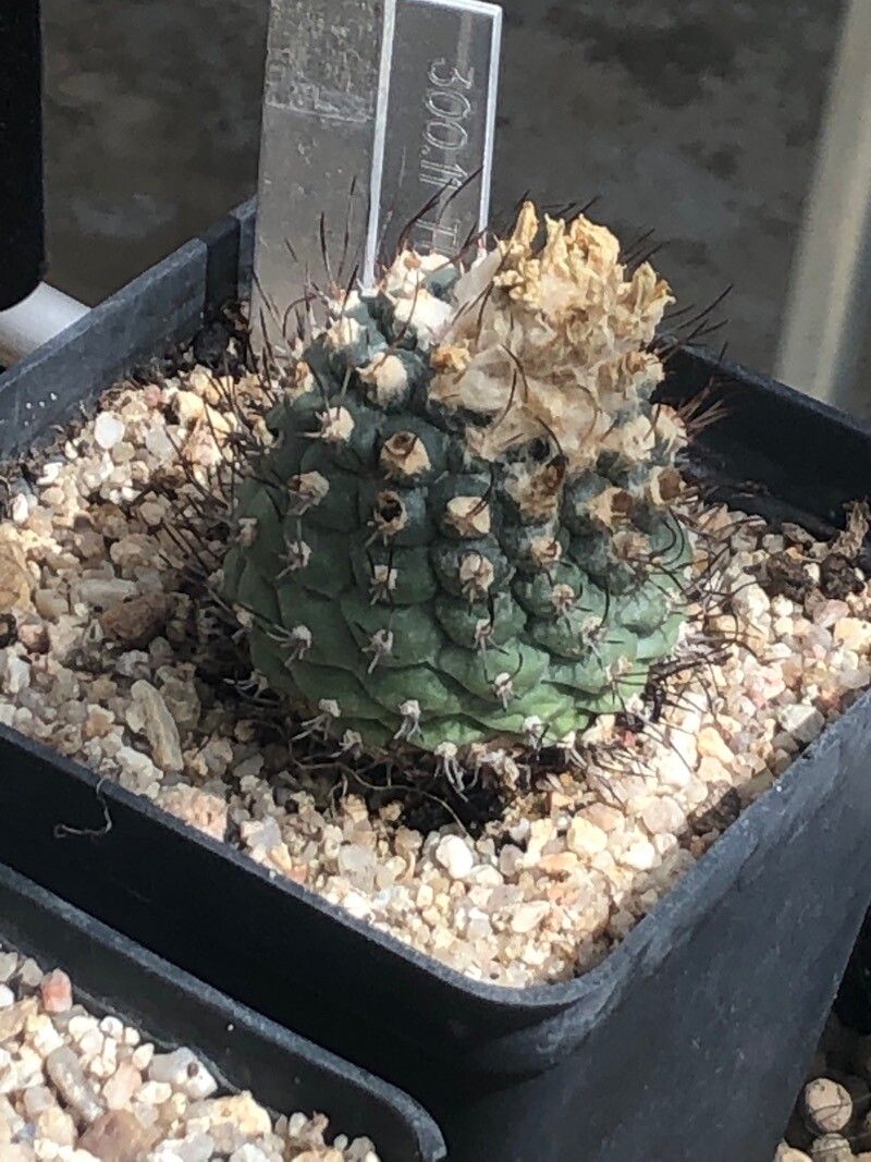 Turbinicarpus lophophoroides leaf