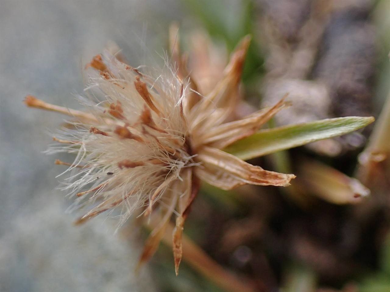 Gnaphalium supinum fruit