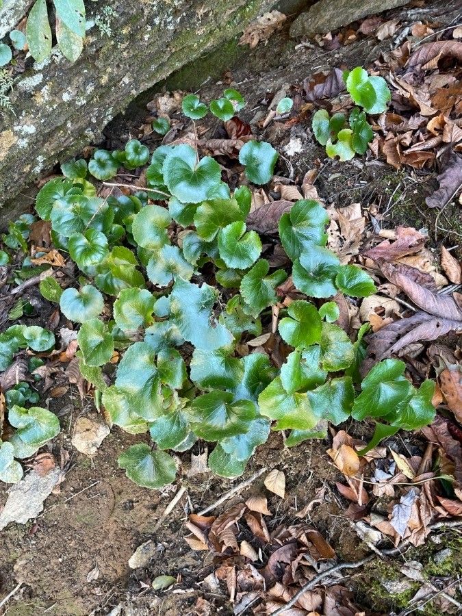 Galax urceolata habit