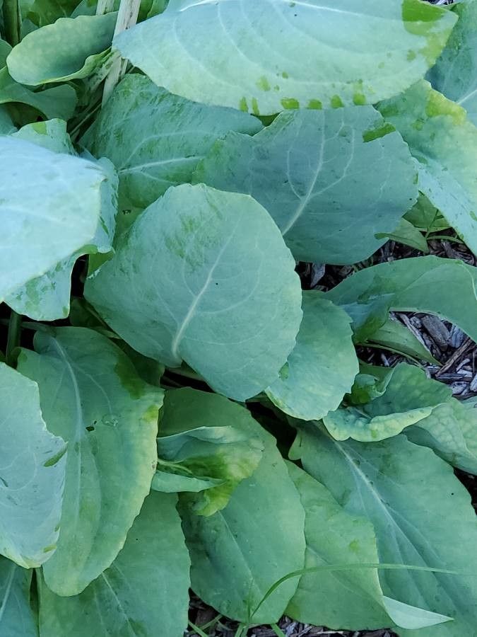 Rudbeckia maxima leaf