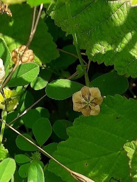 Trifolium campestre fruit