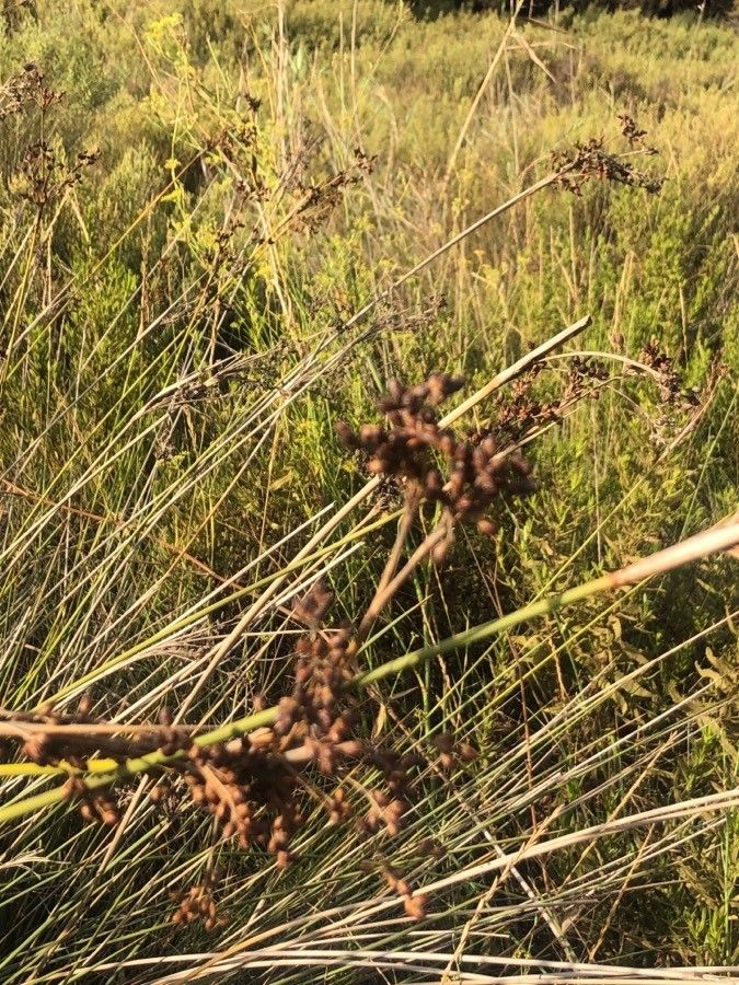 Juncus capitatus fruit