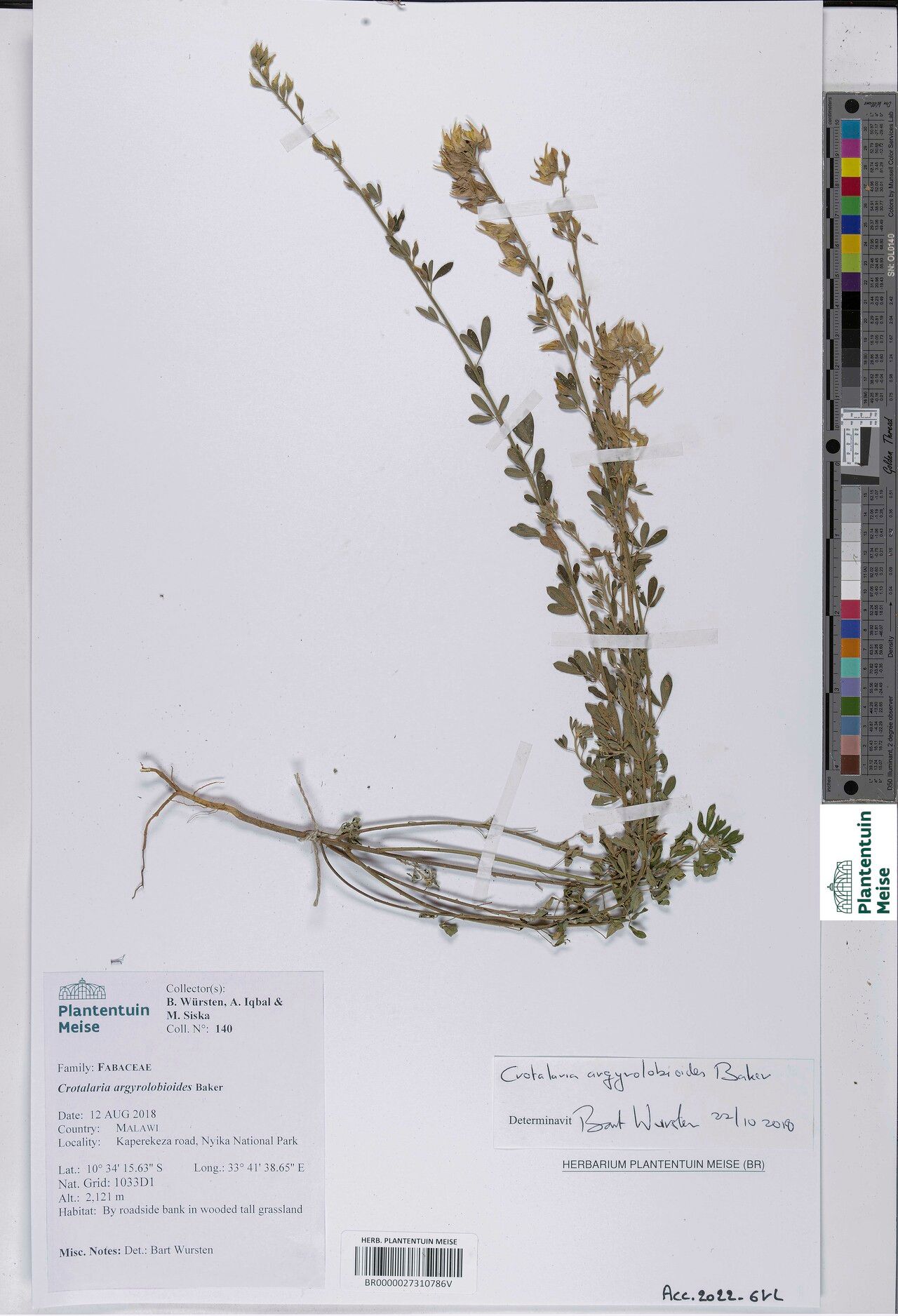 Crotalaria argyrolobioides — houseplant care guide