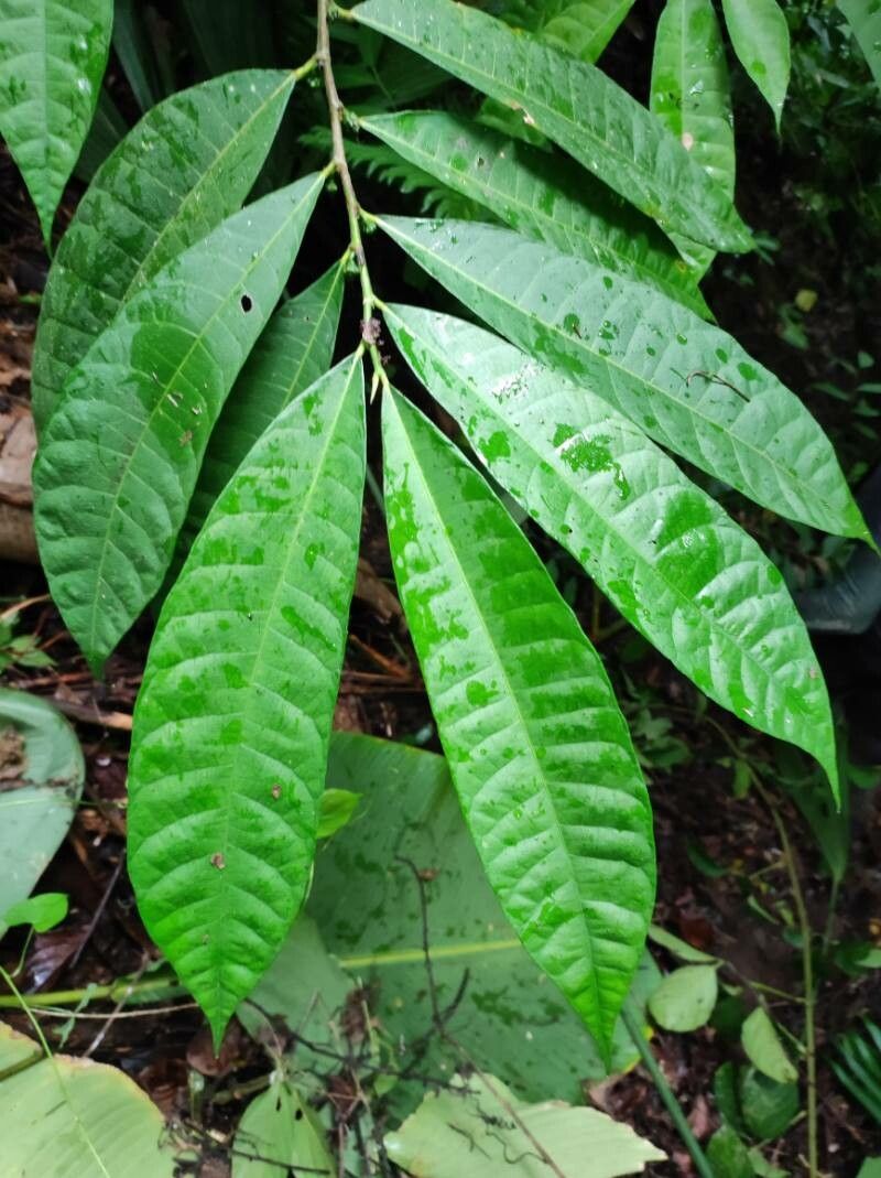 Trophis caucana — related species from the same genus