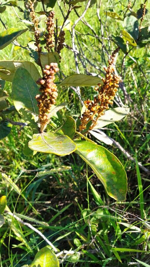 Byrsonima spicata leaf