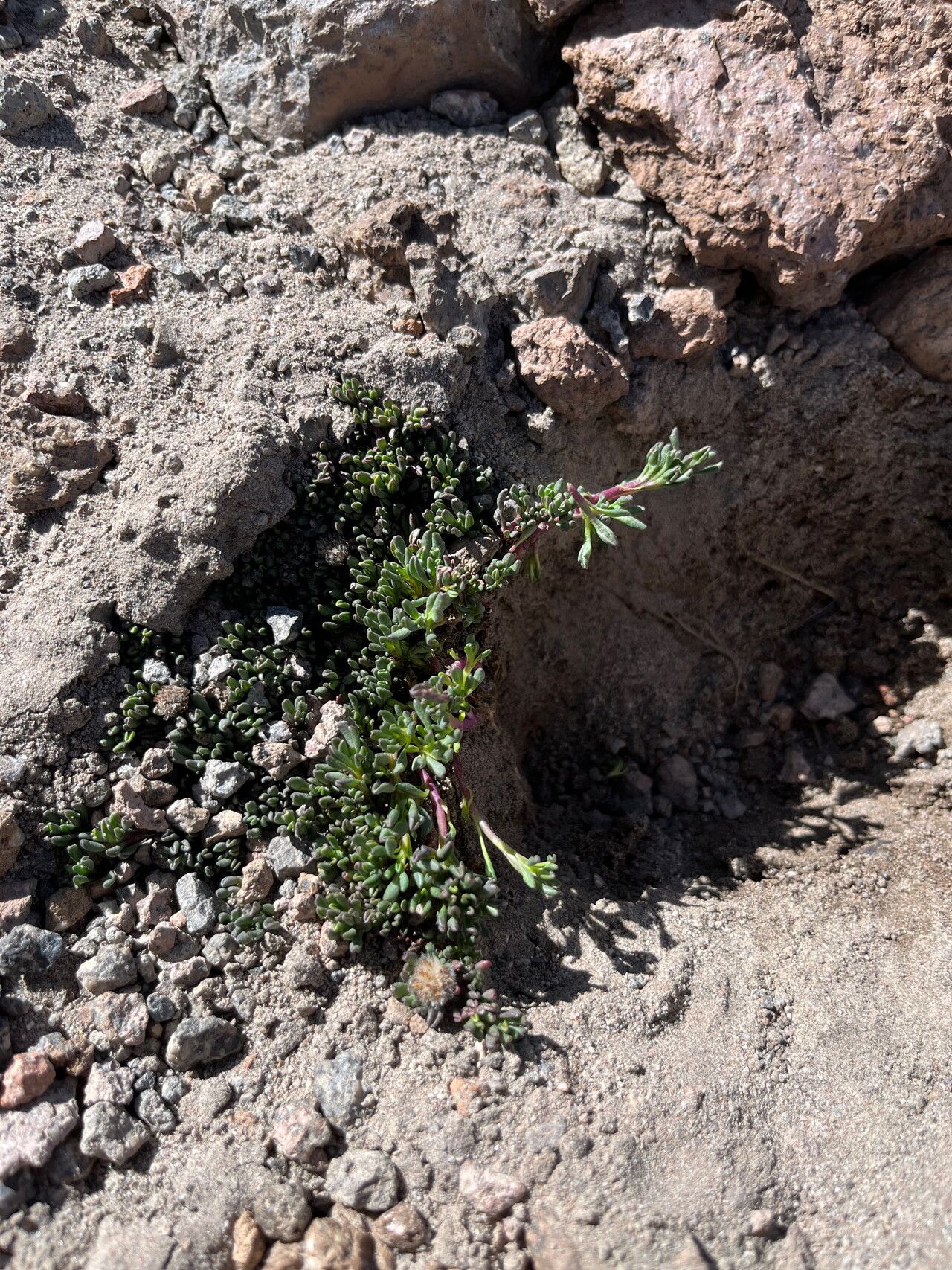 Senecio melanandrus habit