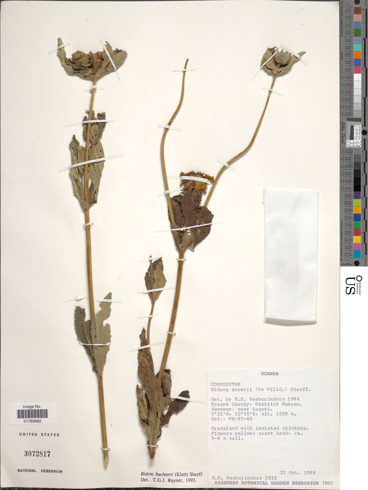Bidens buchneri — search result for 'Bidens'