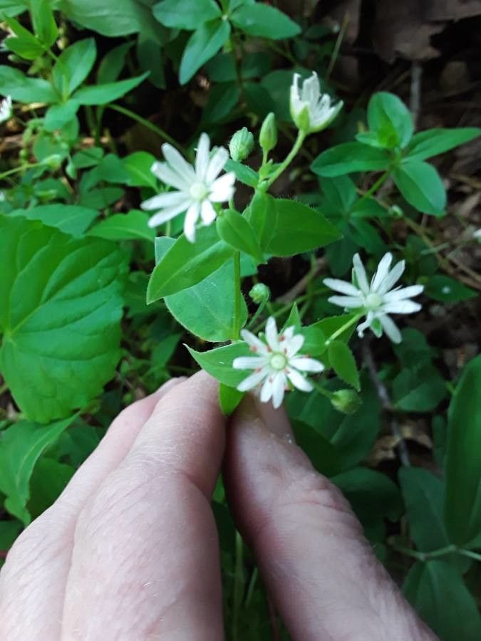 Stellaria littoralis flower