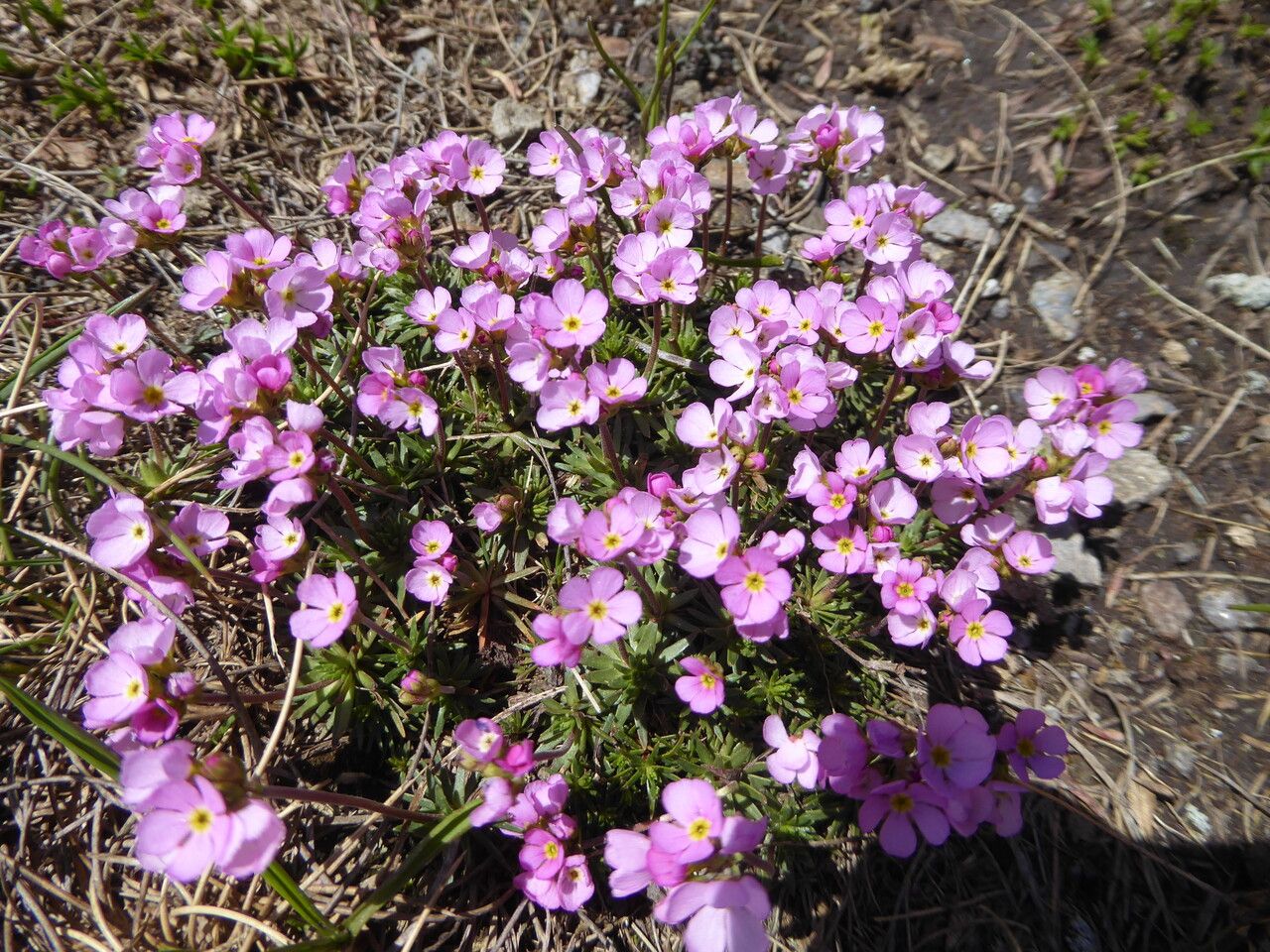 Androsace halleri habit