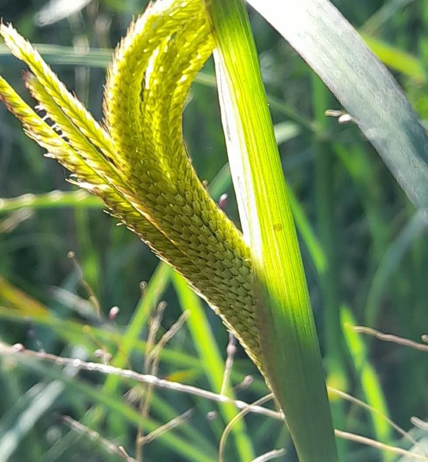 Eustachys paspaloides fruit