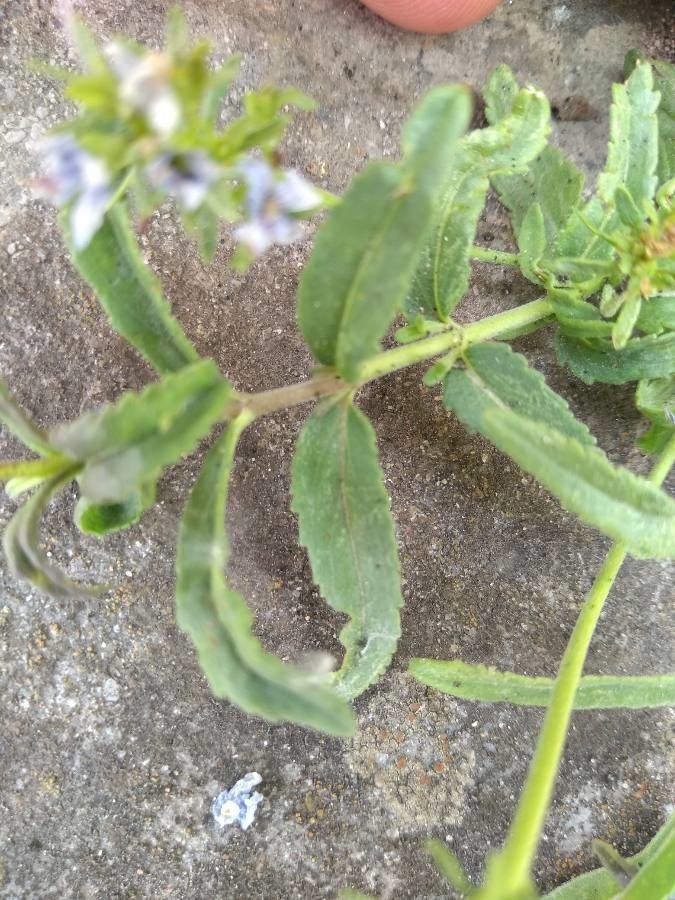 Veronica orsiniana leaf