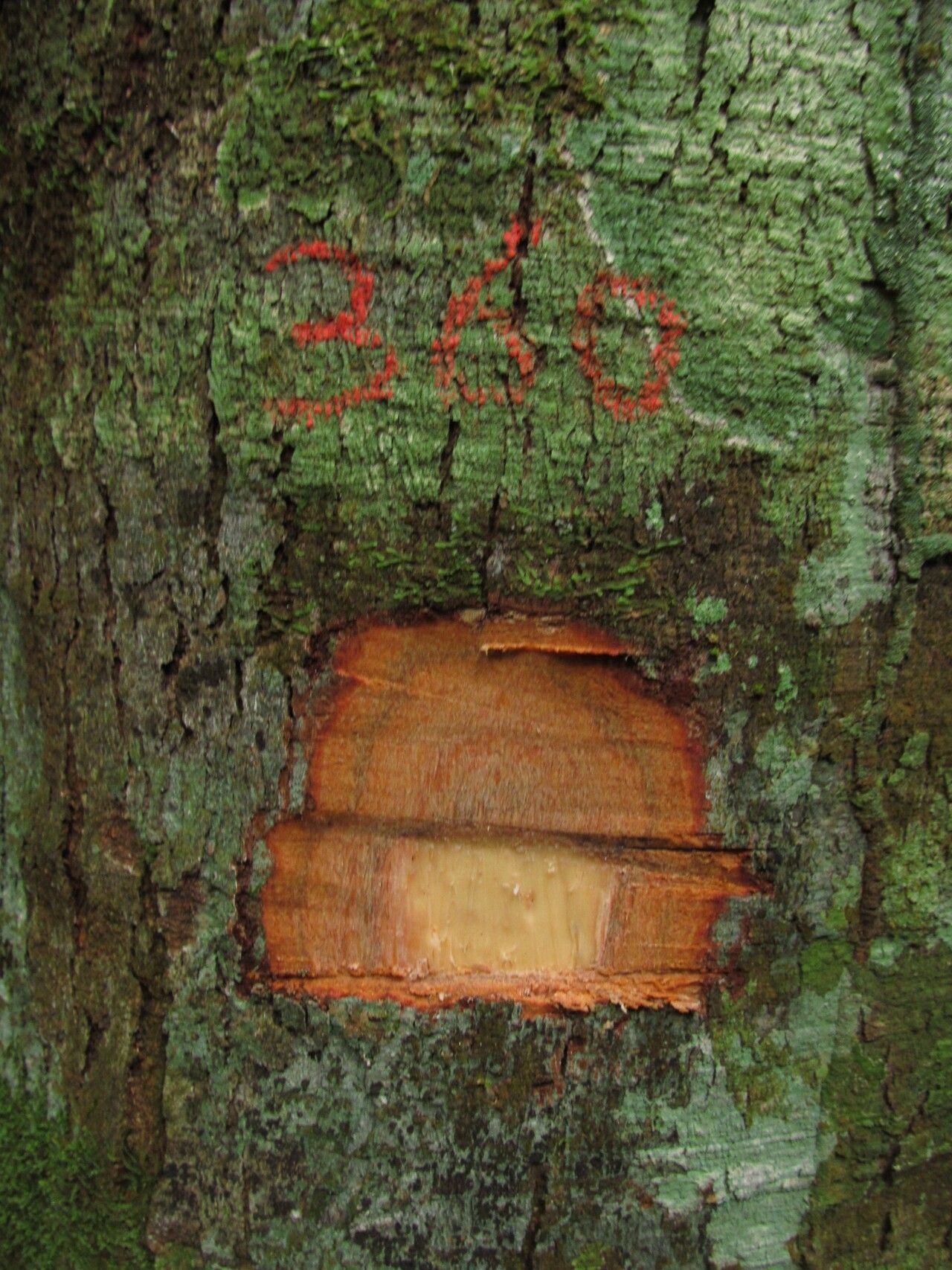 Dacryodes igaganga — search result for 'Dacryodes'