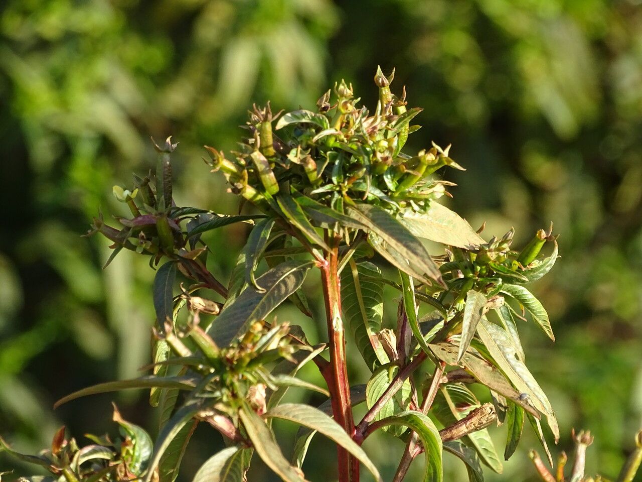 Ludwigia erecta flower