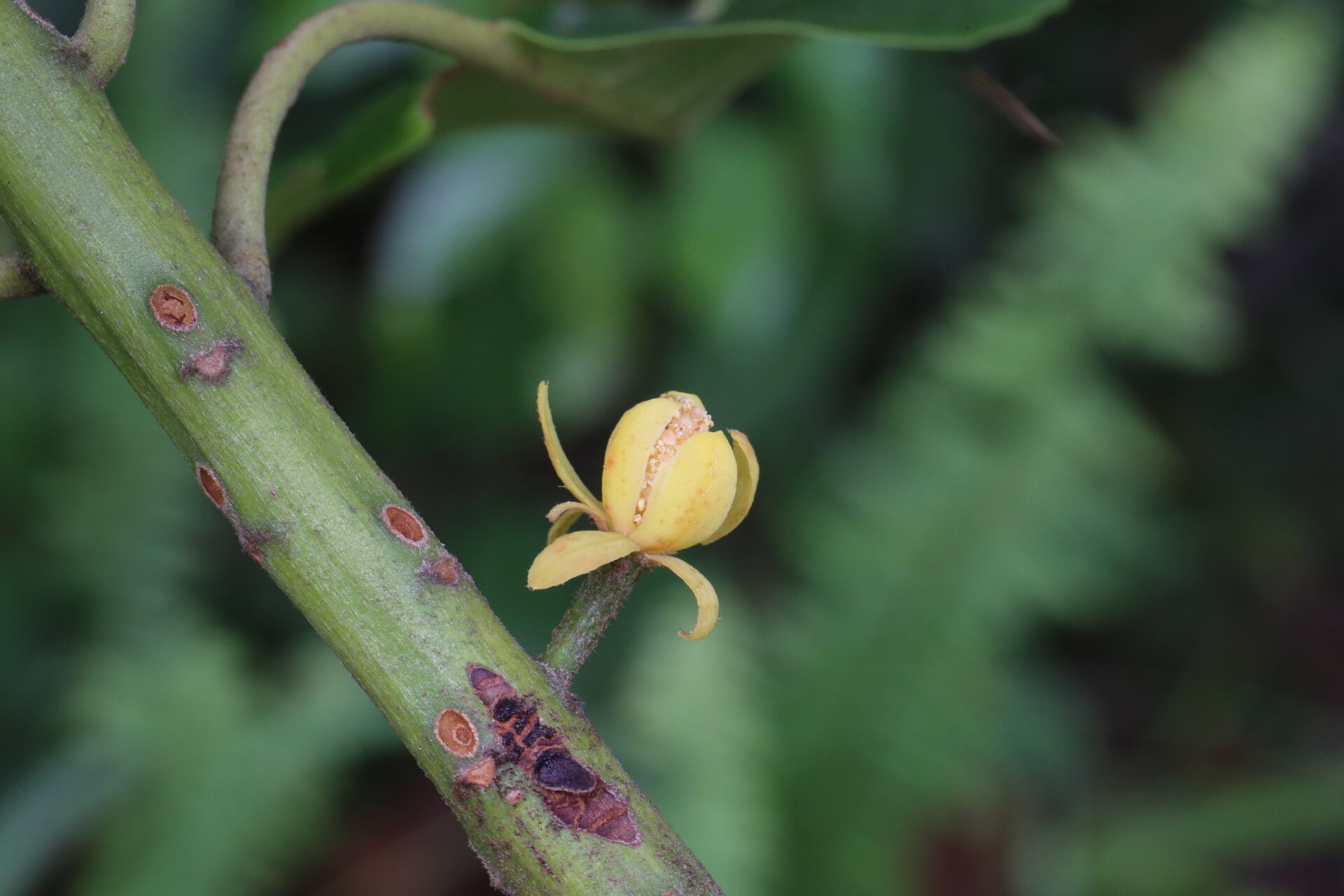Uapaca kirkiana flower