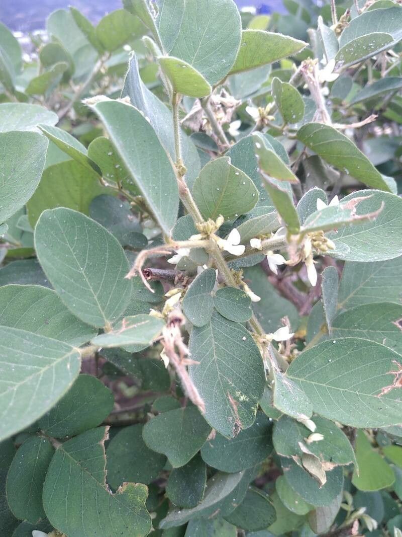 Dendrolobium umbellatum flower