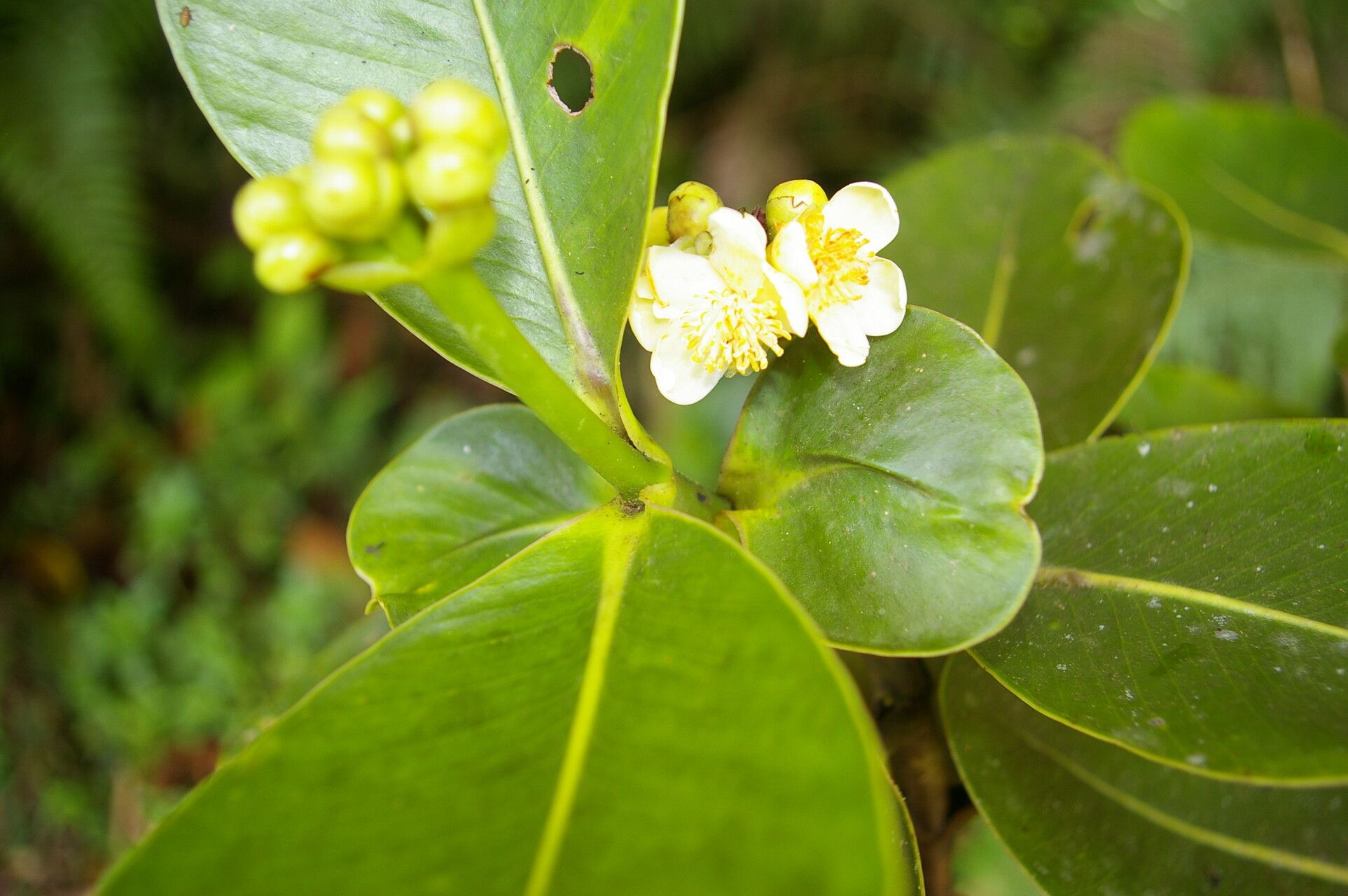 Clusia stenophylla flower