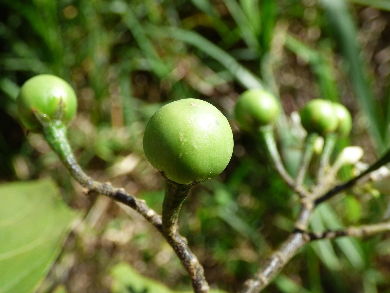 Solanum robustum fruit