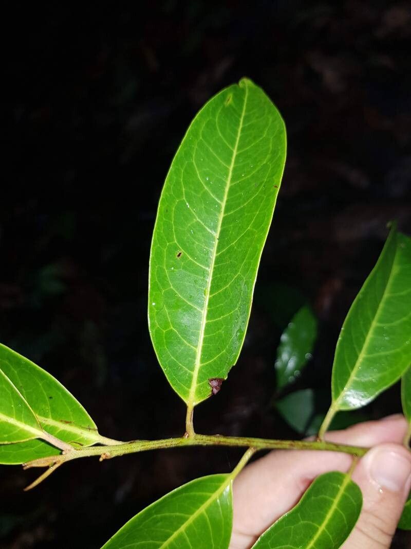 Pera arborea — related species from the same genus