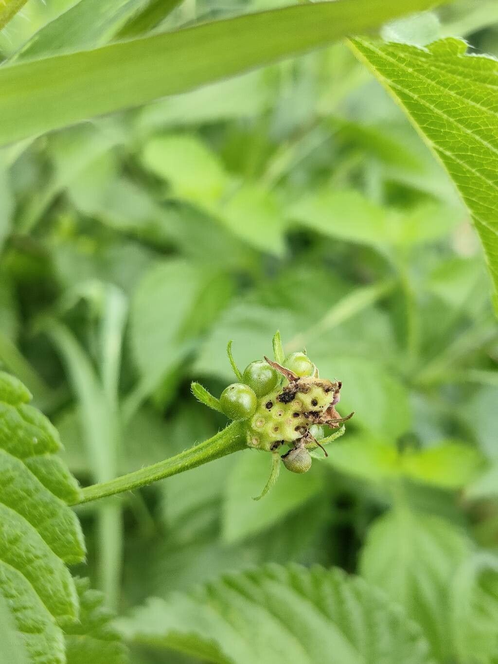 Lantana × aculeata fruit