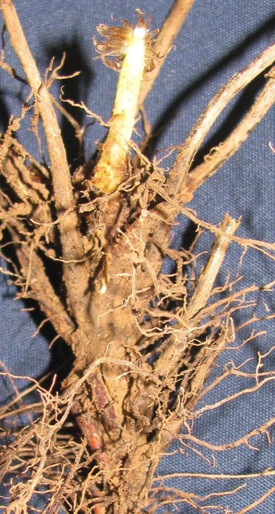 Parapolystichum excultum fruit