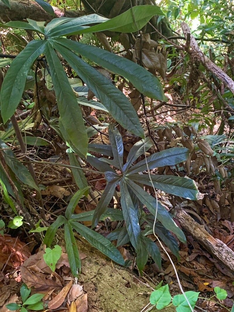 Anthurium palmatum — houseplant care guide