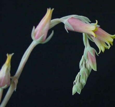 Echeveria halbingeri flower