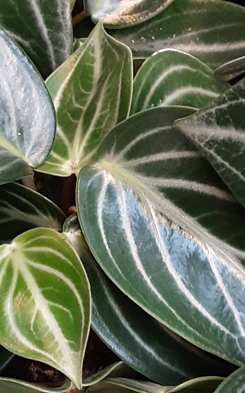 Peperomia pseudovariegata habit