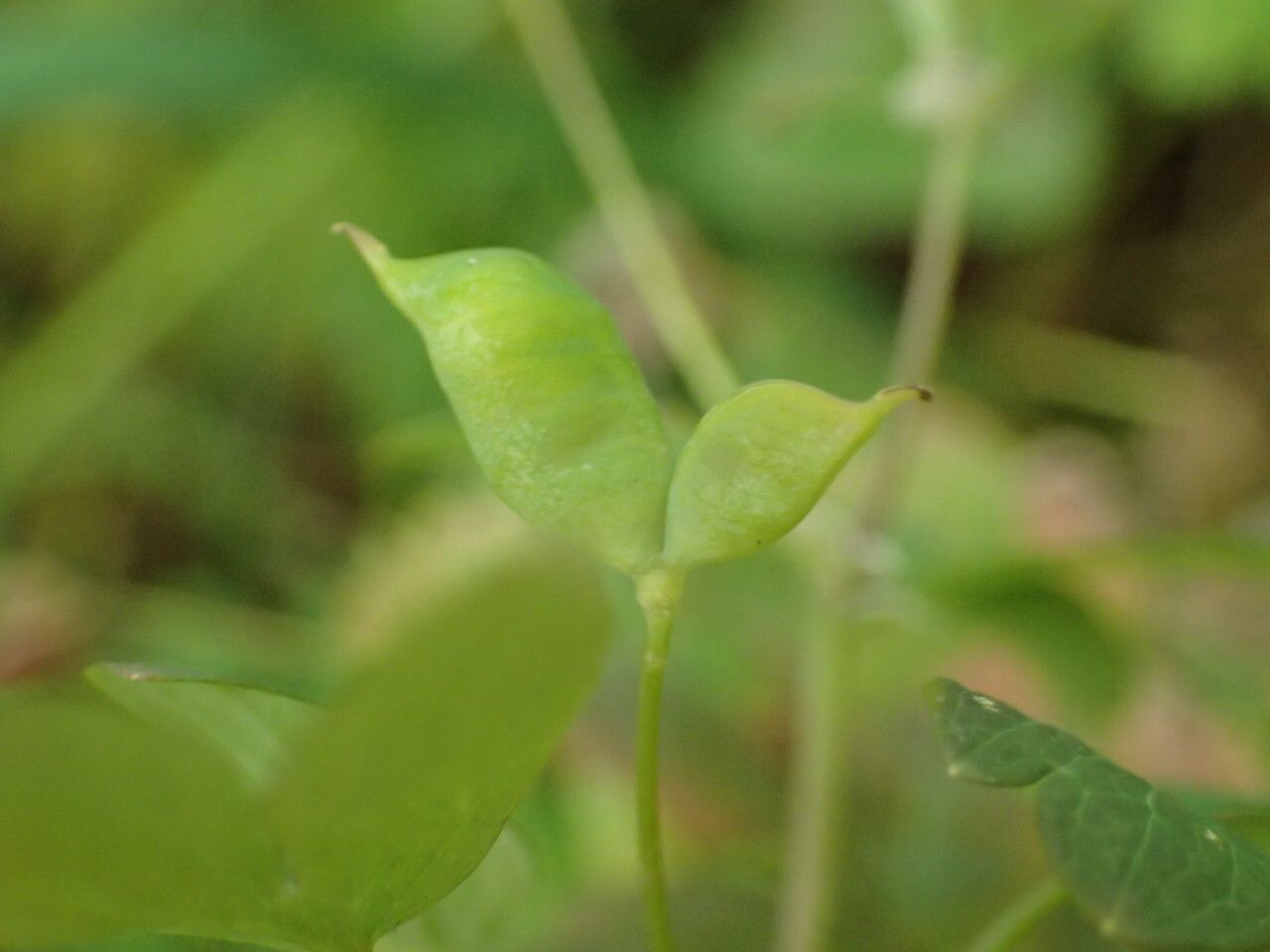 Isopyrum thalictroides fruit