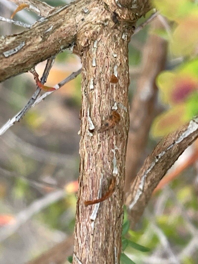 Thryptomene saxicola bark