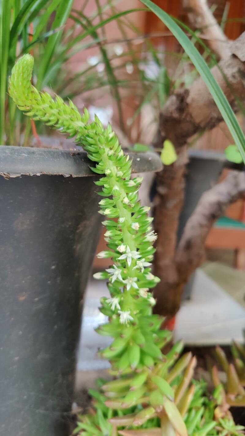 Orostachys japonica flower