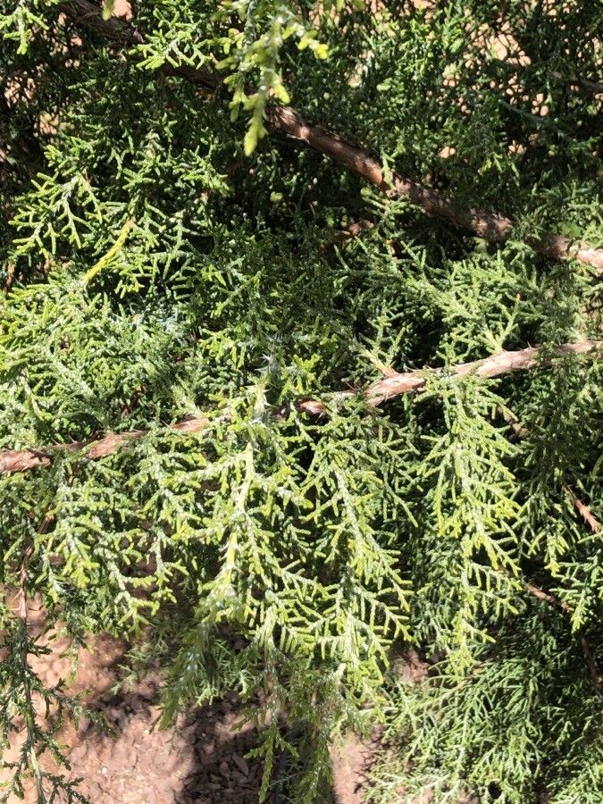 Juniperus monosperma