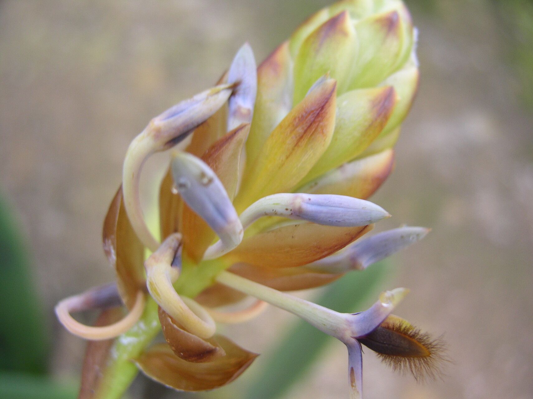 Bulbophyllum schinzianum flower