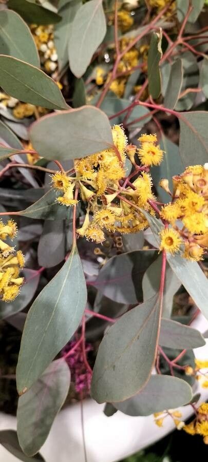 Eucalyptus polyanthemos flower
