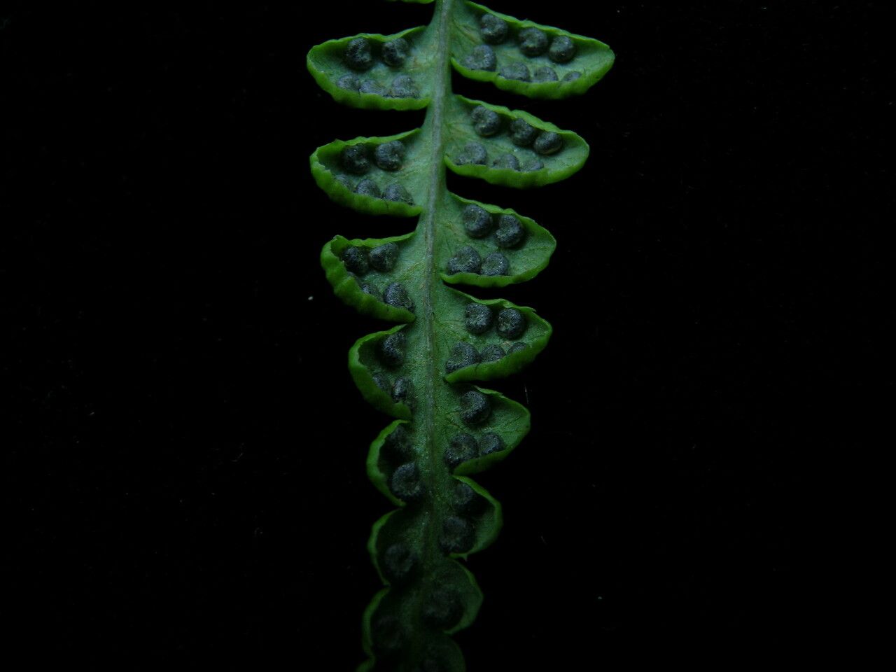 Dryopteris cochleata leaf