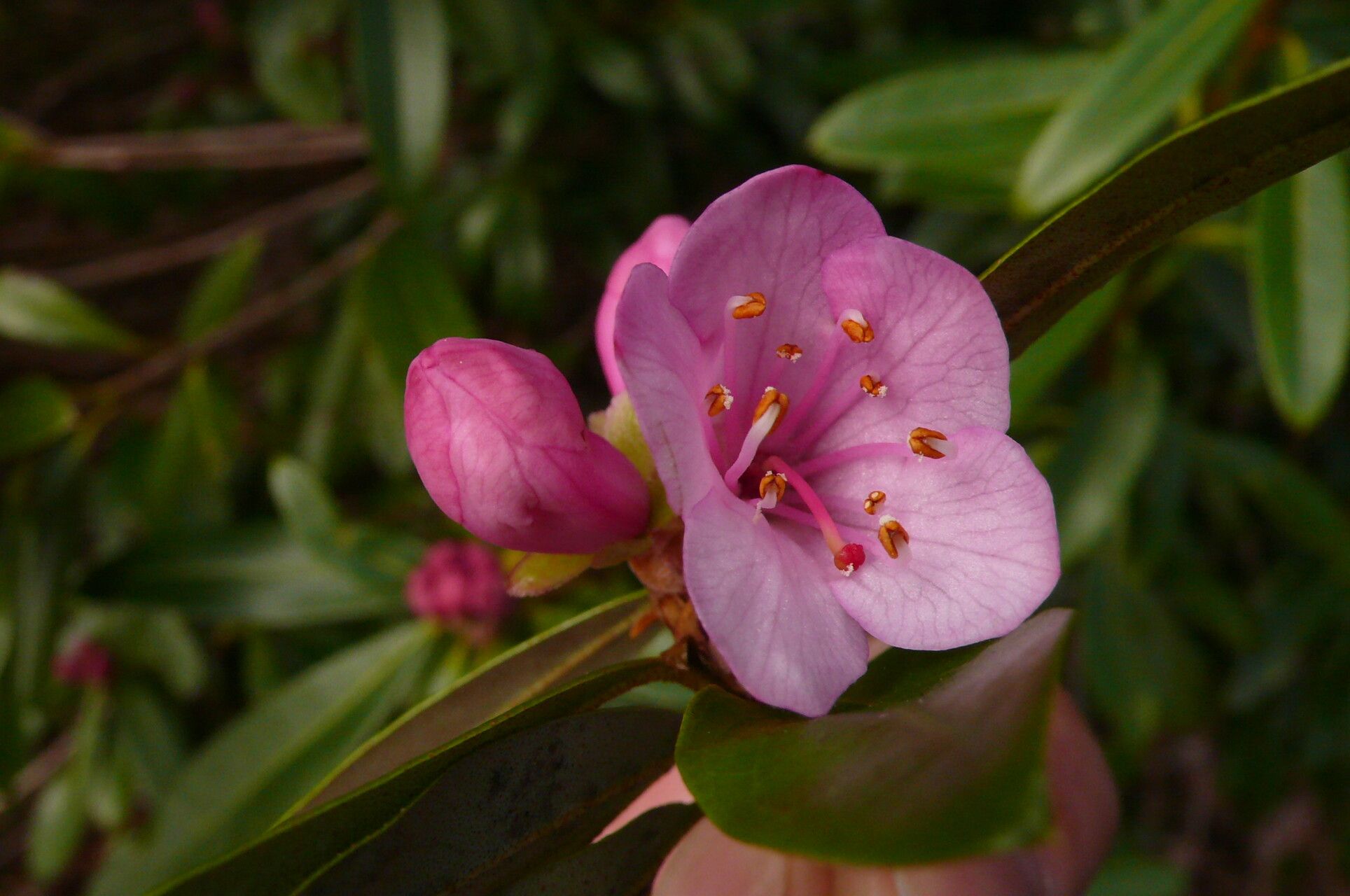 Rhododendron tephropeplum flower