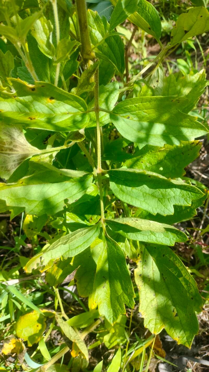 Clematis villosa leaf