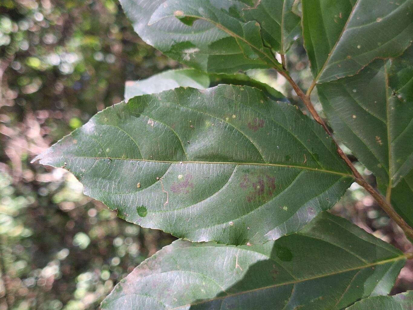 Scolopia rhamniphylla — search result for 'Scolopia'