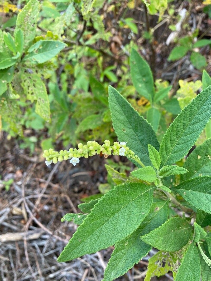 Varronia curassavica flower