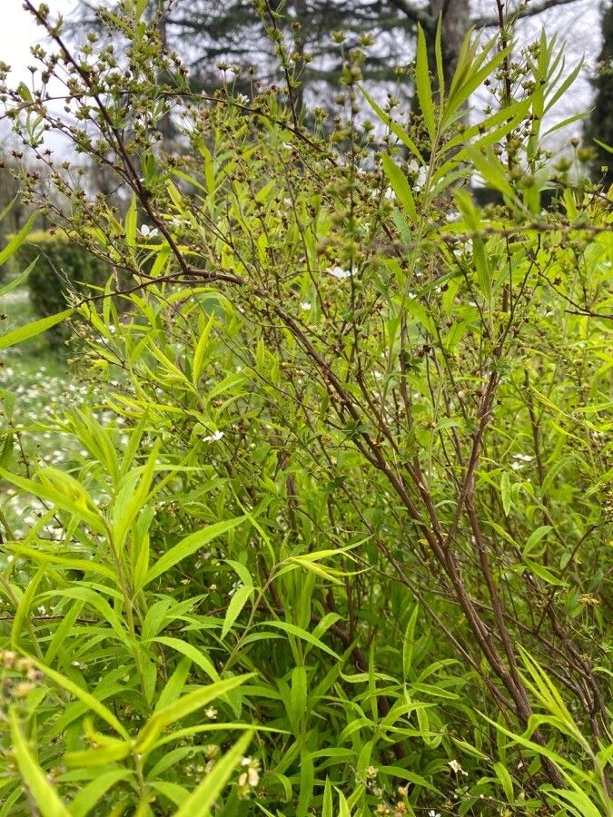 Spiraea thunbergi bark