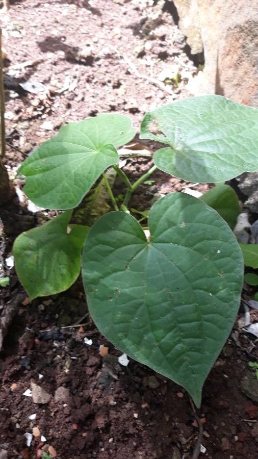 Piper reticulatum leaf