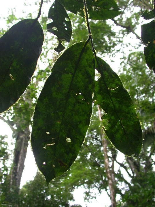 Eschweilera collinsii leaf