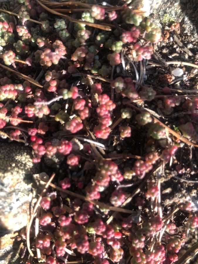 Sedum pedicellatum — houseplant care guide