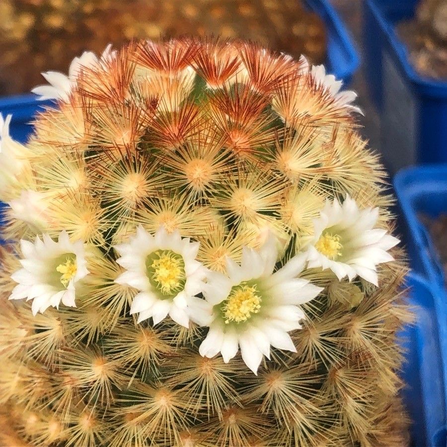 Mammillaria carmenae flower