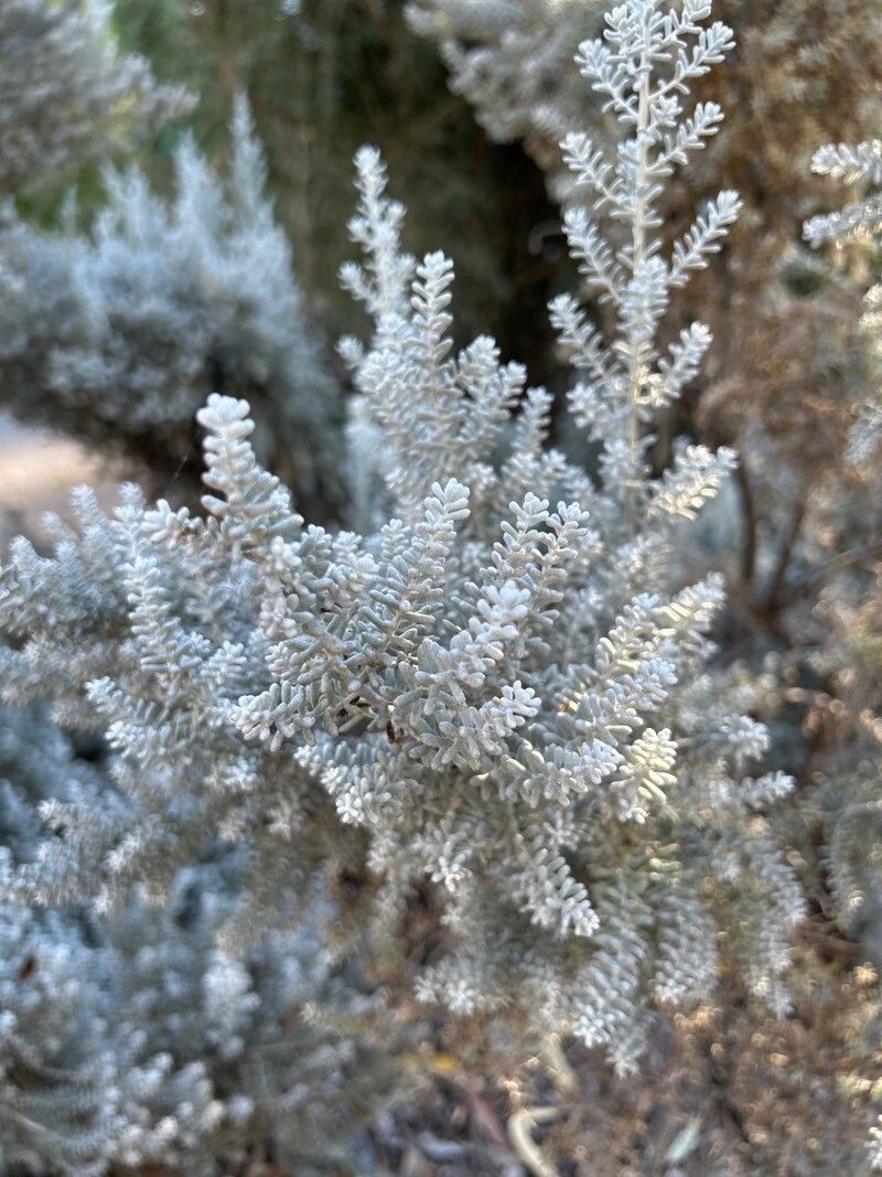Maireana sedifolia — related species from the same genus