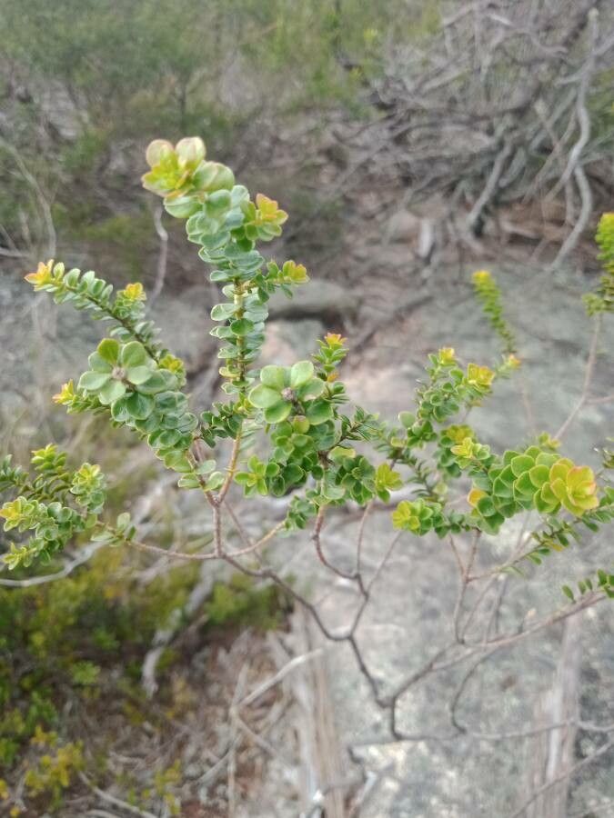 Olearia nummulariifolia — search result for 'Olearia'