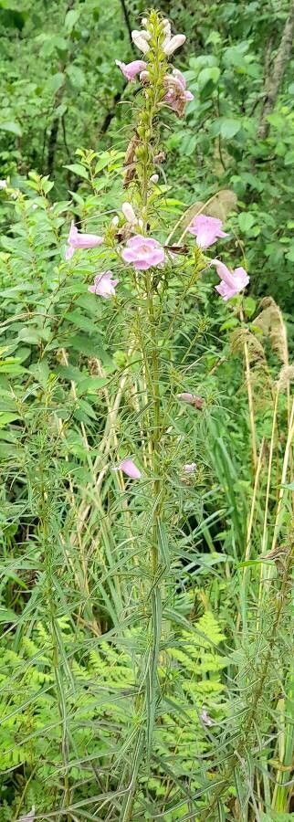 Agalinis fiebrigii habit