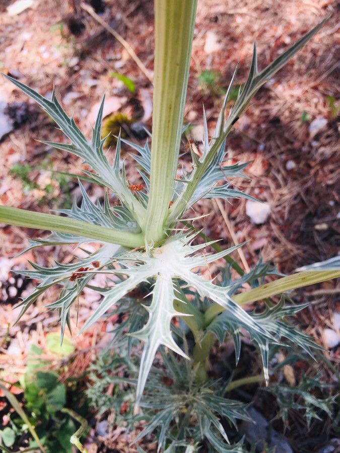 Eryngium spinalba leaf