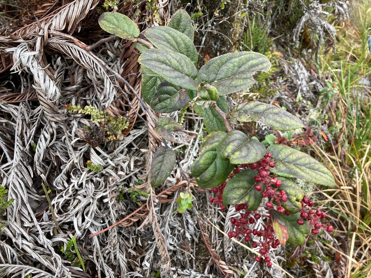 Gaultheria sclerophylla habit